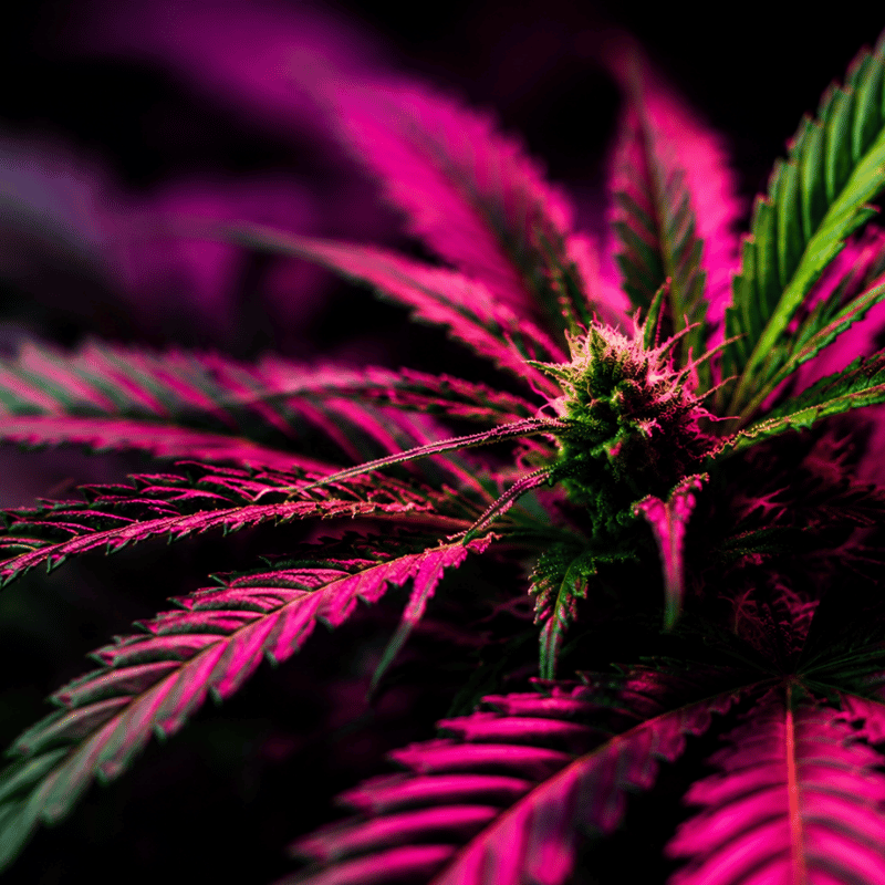 cannabis leaf pink.
