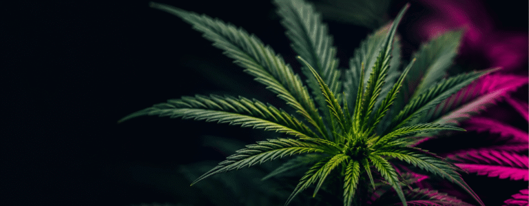Cannabis Marketing in Europe: A Practical Guide for Brands